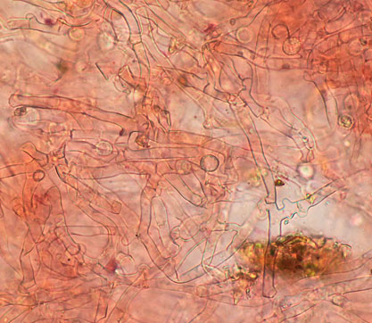 Hypochnicium albostramineum